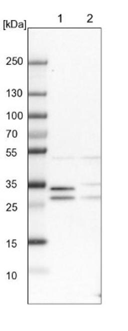 Western Blot: DDAH2 Antibody [NBP1-86092] - Lane 1: NIH-3T3 cell lysate (Mouse embryonic fibroblast cells)<br/>Lane 2: NBT-II cell lysate (Rat Wistar bladder tumour cells)