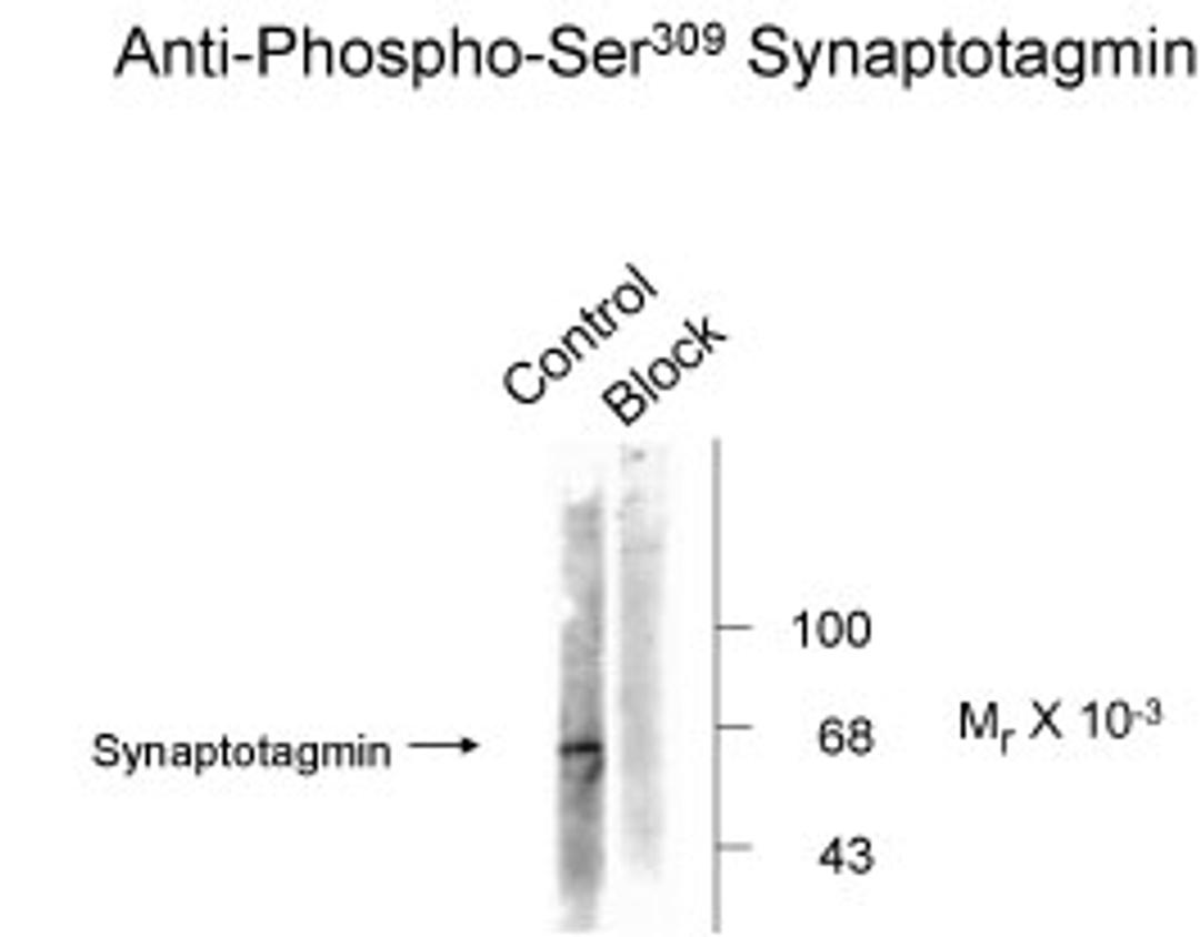 Synaptotagmin (Phospho-Ser309) Antibody