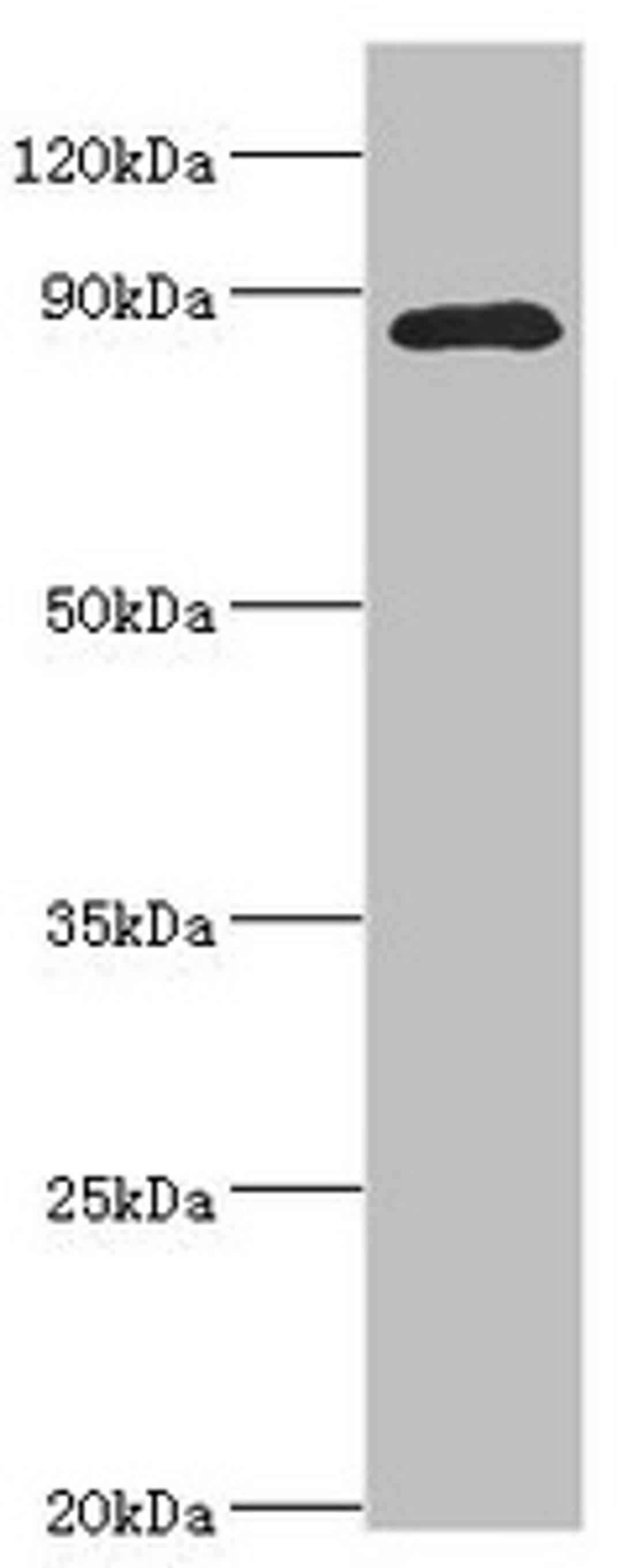 Western blot. All lanes: Cell division cycle 5-like protein antibody at 4ug/ml + Mouse brain tissue. Secondary. Goat polyclonal to rabbit IgG at 1/10000 dilution. Predicted band size: 90 kDa. Observed band size: 90 kDa. 