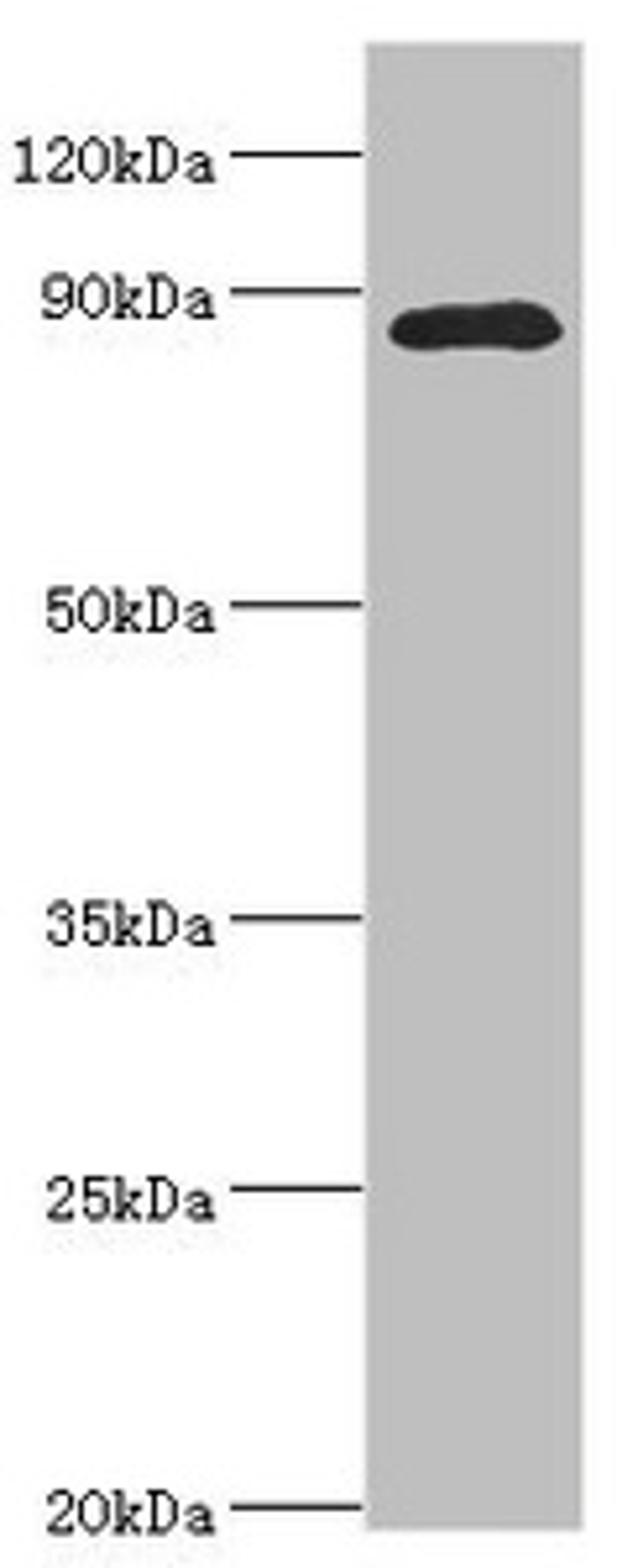 Western blot. All lanes: Cell division cycle 5-like protein antibody at 4ug/ml + Mouse brain tissue. Secondary. Goat polyclonal to rabbit IgG at 1/10000 dilution. Predicted band size: 90 kDa. Observed band size: 90 kDa. 