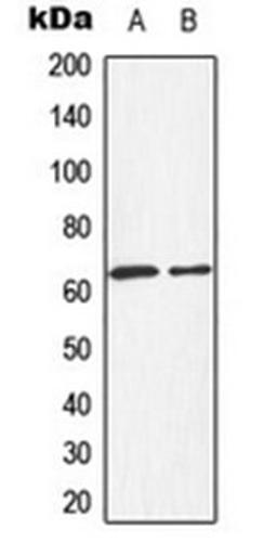 Western blot analysis of HepG2 (Lane 1), HeLa (Lane 2) whole cell lysates using HEXB antibody