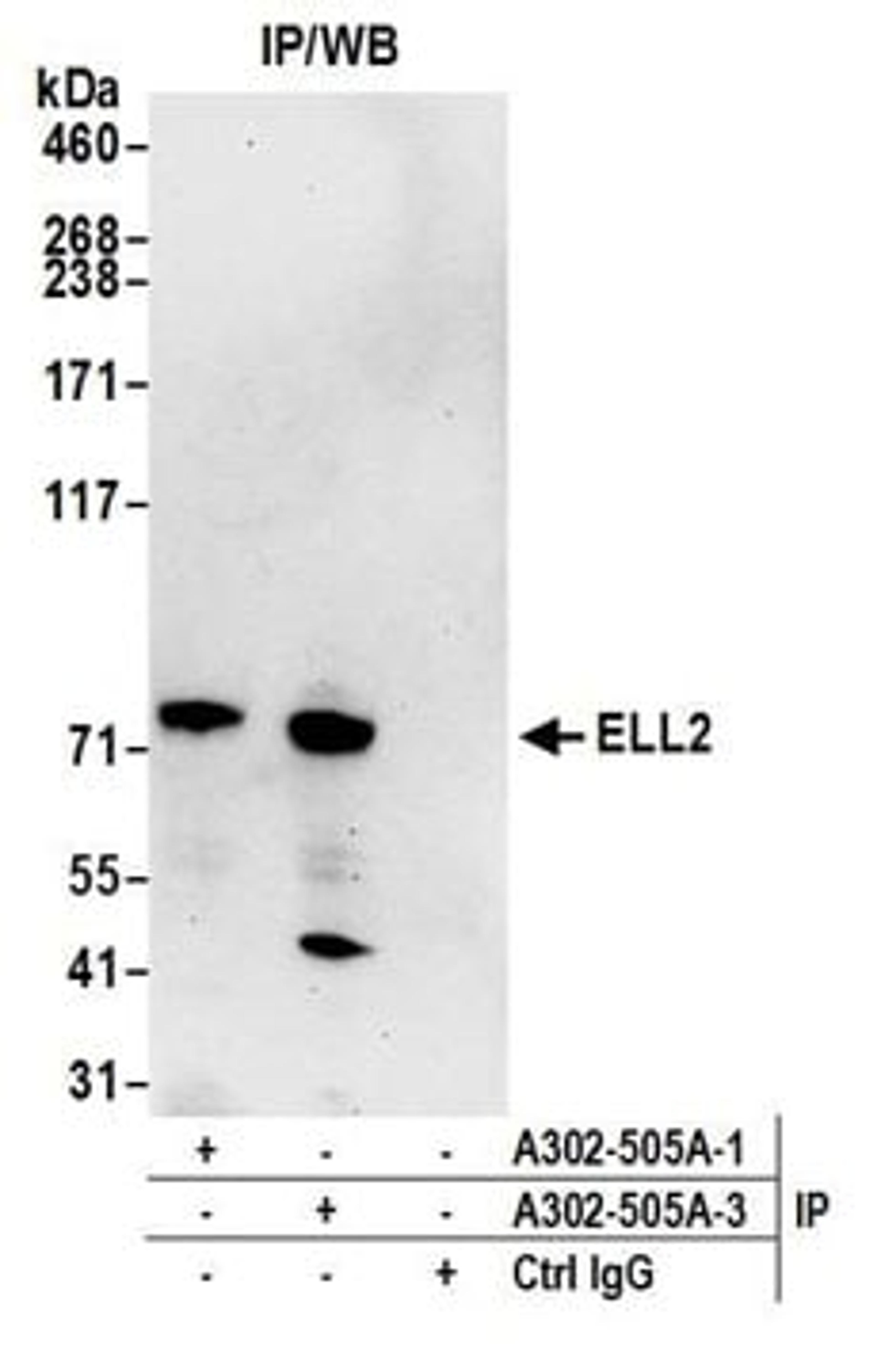 Detection of human ELL2 by western blot of immunoprecipitates.