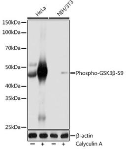 Western blot - Phospho-GSK3ß-S9 Rabbit mAb (AP1088)