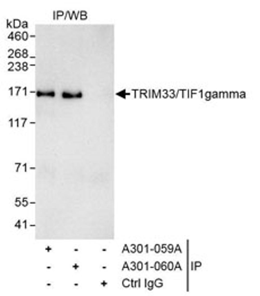 Detection of human TRIM33/TIF1gamma by western blot of immunoprecipitates.