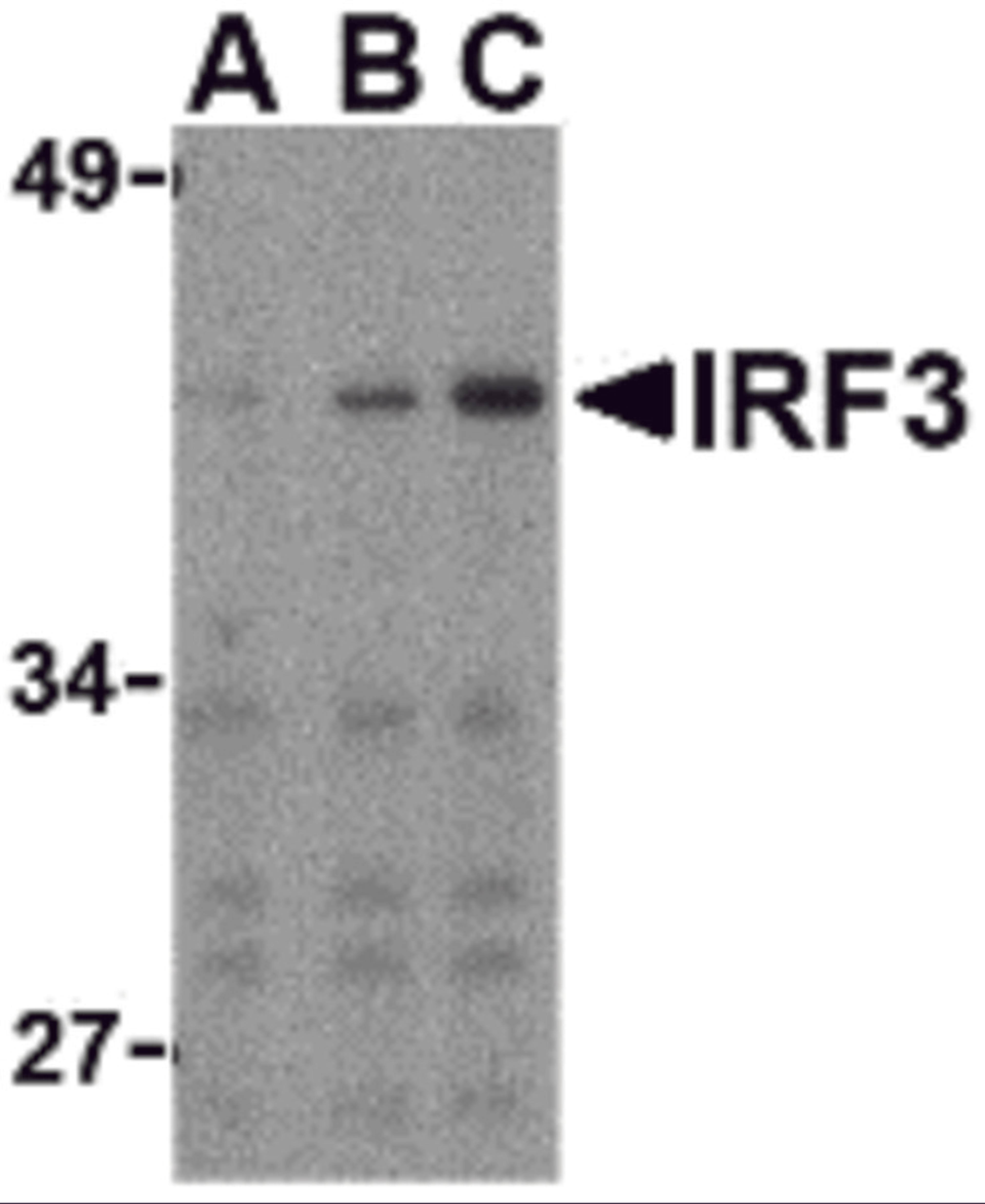 Western blot analysis of IRF3 in Ramos whole cell lysate with IRF3 antibody at (A) 1, (B) 2, and (C) 4 &#956;g/mL.