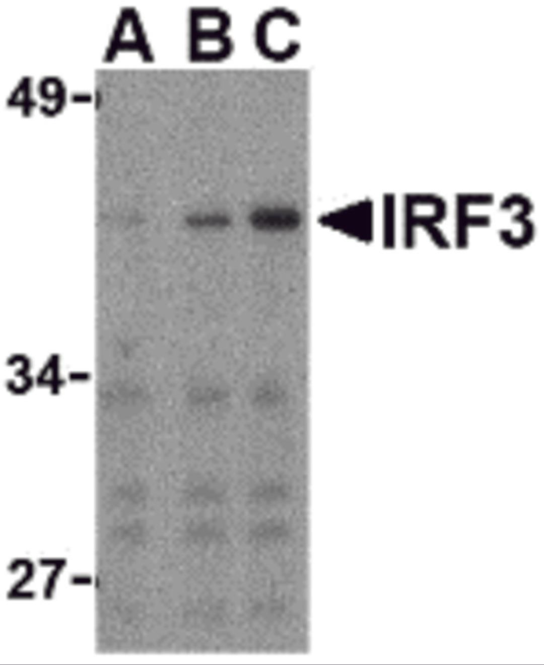 Western blot analysis of IRF3 in Ramos whole cell lysate with IRF3 antibody at (A) 1, (B) 2, and (C) 4 μg/mL.