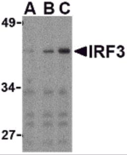 Western blot analysis of IRF3 in Ramos whole cell lysate with IRF3 antibody at (A) 1, (B) 2, and (C) 4 μg/mL.