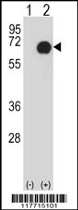 Western blot analysis of RET using rabbit polyclonal RET Antibody using 293 cell lysates (2 ug/lane) either nontransfected (Lane 1) or transiently transfected (Lane 2) with the RET gene.