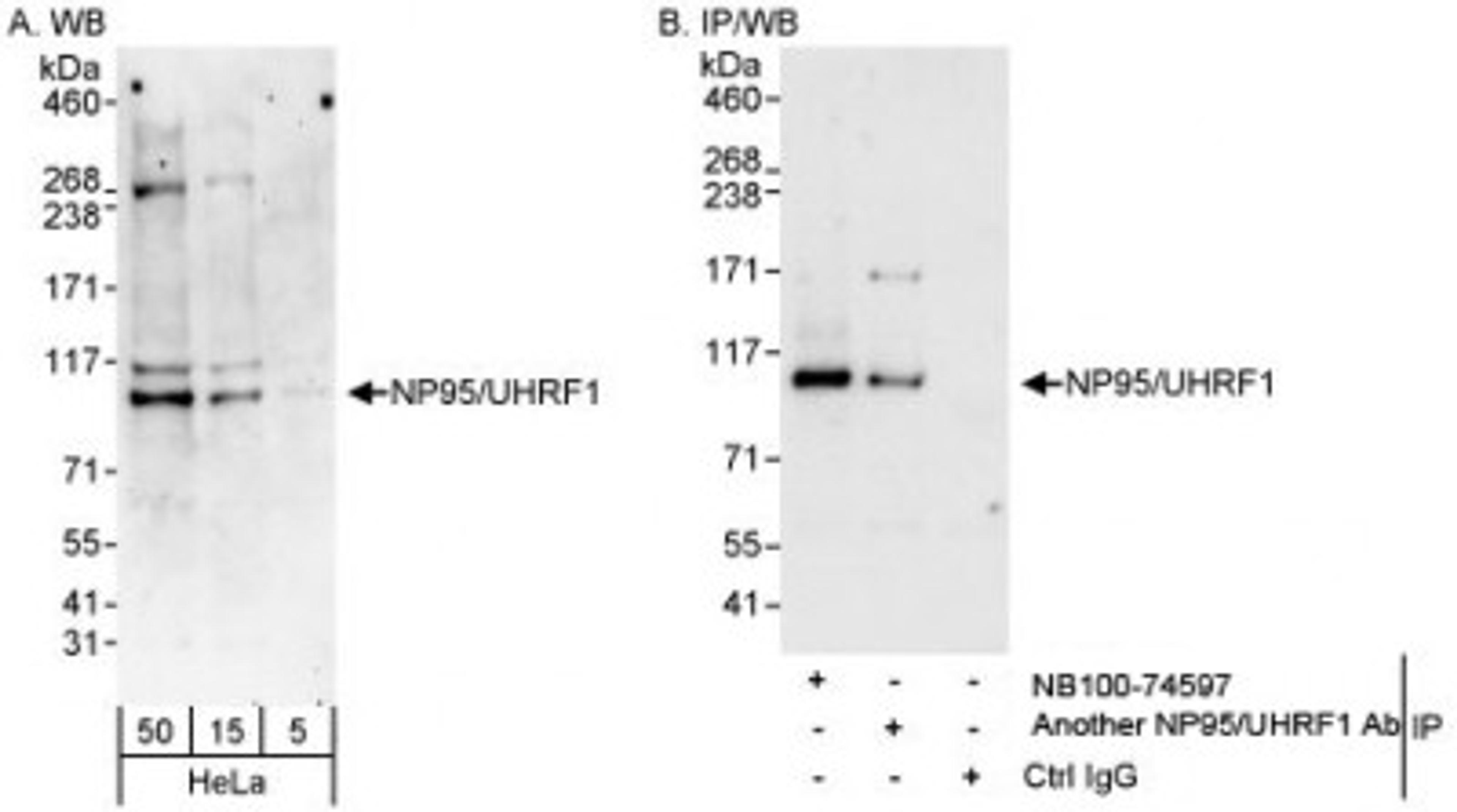 Western Blot: UHRF1 Antibody [NB100-74597] - Whole cell lysate (5, 15 and 50 mcg for WB; 1 mg for IP, 20% of IP loaded) from HeLa cells.  NB100-74597 used for WB at 0.04 mcg/ml (A) and 1 mcg/ml (B) and used for IP at 3 mcg/mg lysate.