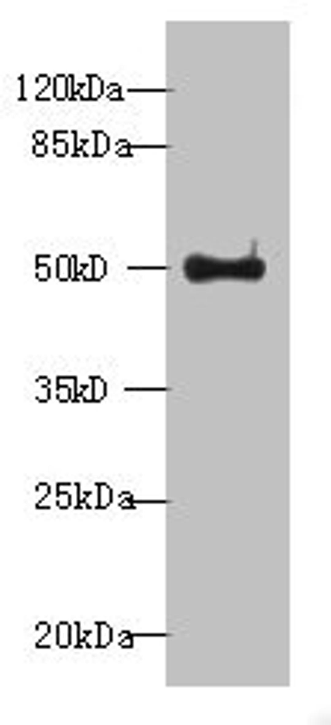 Western blot. All lanes: WDR37 antibody at 7µg/ml + HepG2 whole cell lysate. Secondary. Goat polyclonal to rabbit IgG at 1/10000 dilution. Predicted band size: 55, 30 kDa. Observed band size: 55 kDa