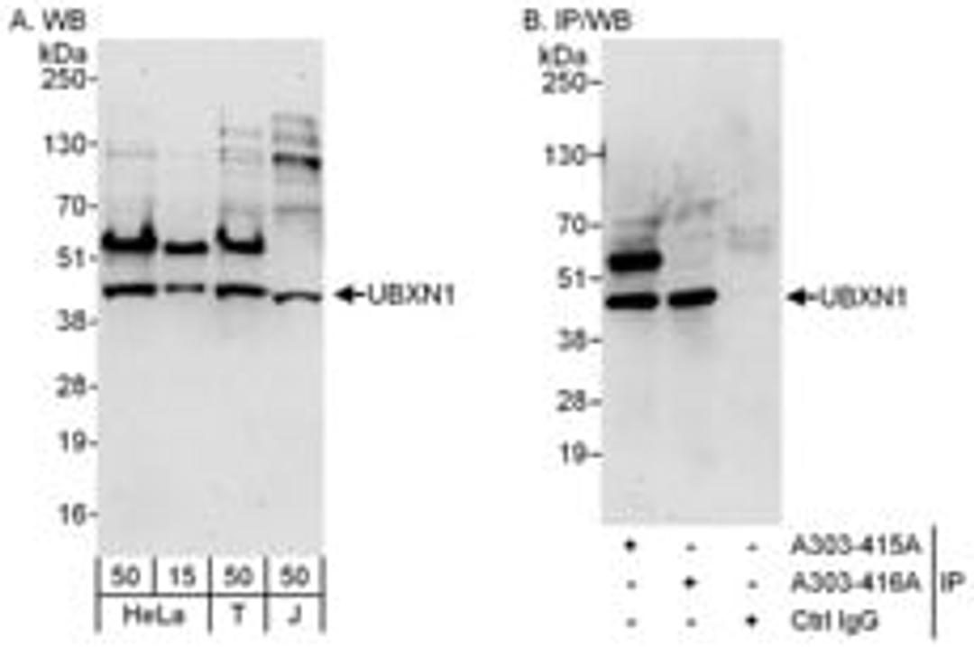 Detection of human UBXN1 by western blot and immunoprecipitation.