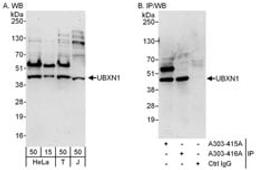 Detection of human UBXN1 by western blot and immunoprecipitation.