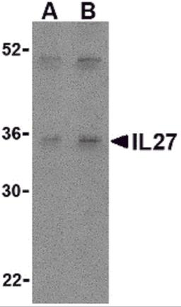 Western blot analysis of IL-27 in Daudi lysate with IL-27 antibody at (A) 2 and (B) 4 μg/mL.