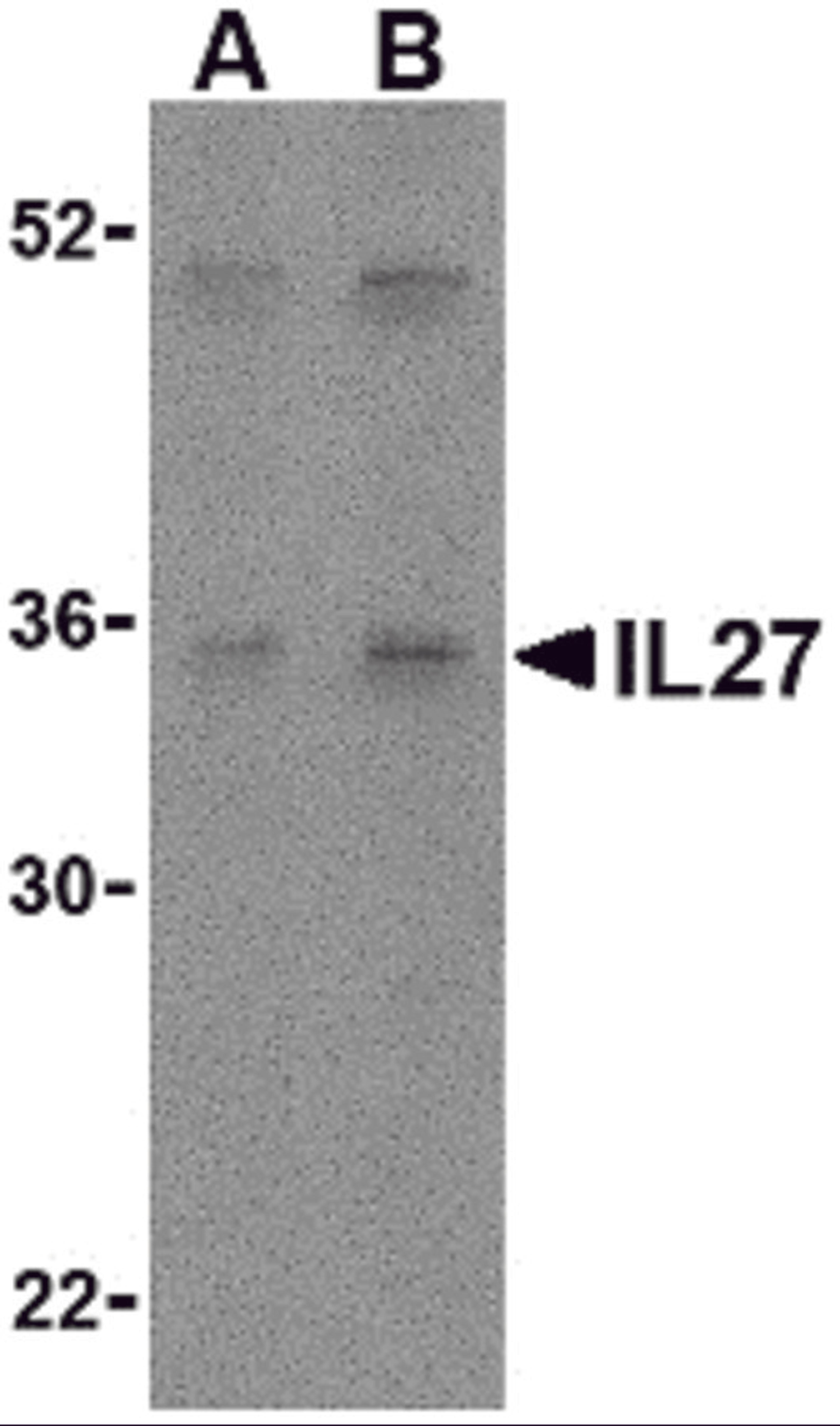Western blot analysis of IL-27 in Daudi lysate with IL-27 antibody at (A) 2 and (B) 4 μg/mL.