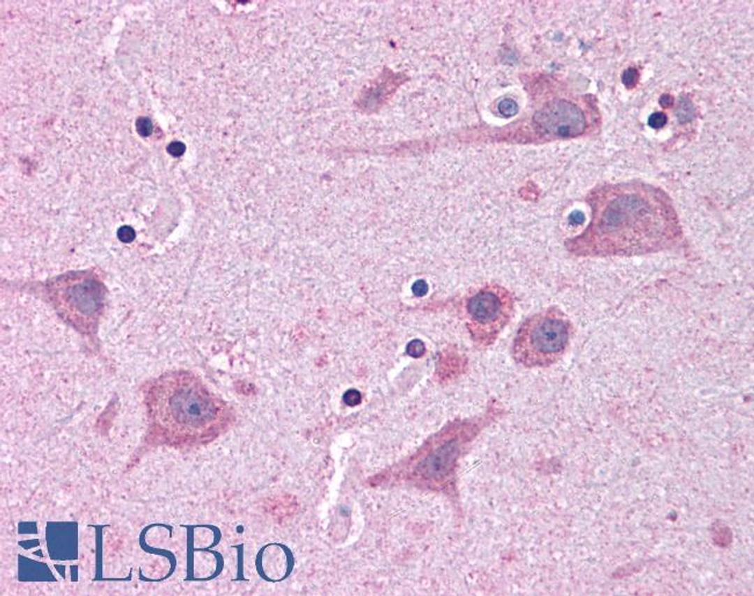 46-464 (5ug/ml) staining of paraffin embedded Human Cortex. Steamed antigen retrieval with citrate buffer pH 6, AP-staining.