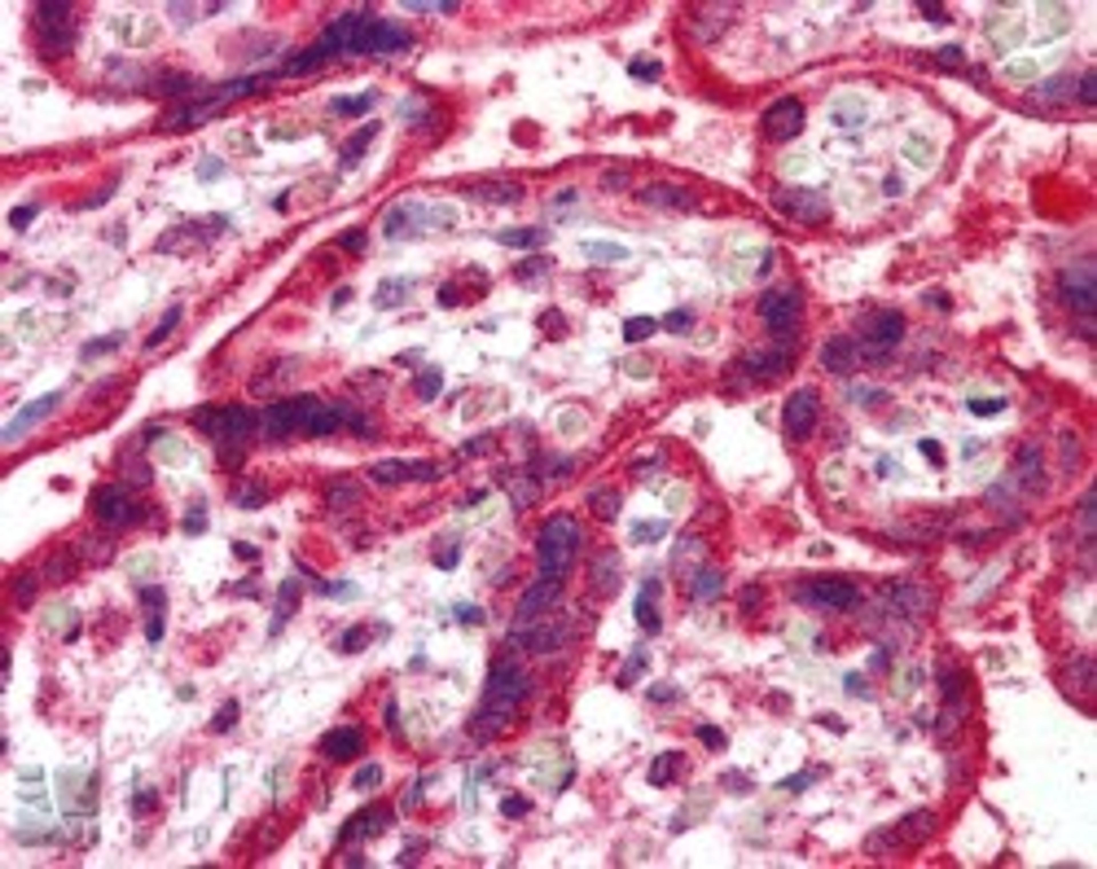 45-942 (5ug/ml) staining of paraffin embedded Human Placenta. Steamed antigen retrieval with citrate buffer pH 6, AP-staining.