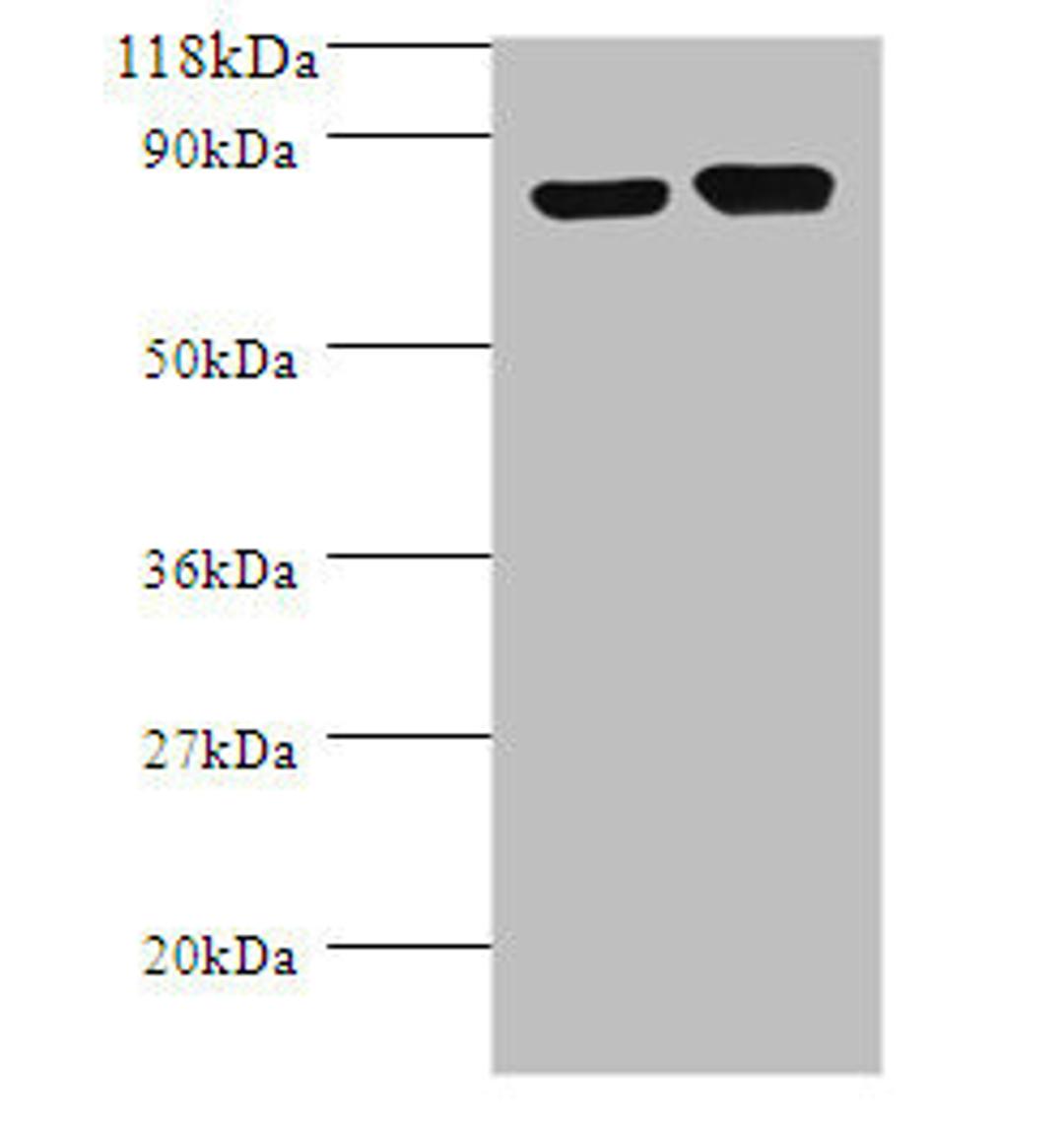 Western blot. All lanes: Lysine decarboxylase, constitutive antibody at 2ug/ml + DH5a whole cell lysate. Secondary. Goat polyclonal to rabbit IgG at 1/10000 dilution. Predicted band size: 81 kDa. Observed band size: 81 kDa.