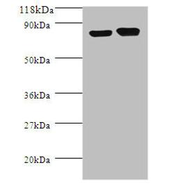 Western blot. All lanes: Lysine decarboxylase, constitutive antibody at 2ug/ml + DH5a whole cell lysate. Secondary. Goat polyclonal to rabbit IgG at 1/10000 dilution. Predicted band size: 81 kDa. Observed band size: 81 kDa.