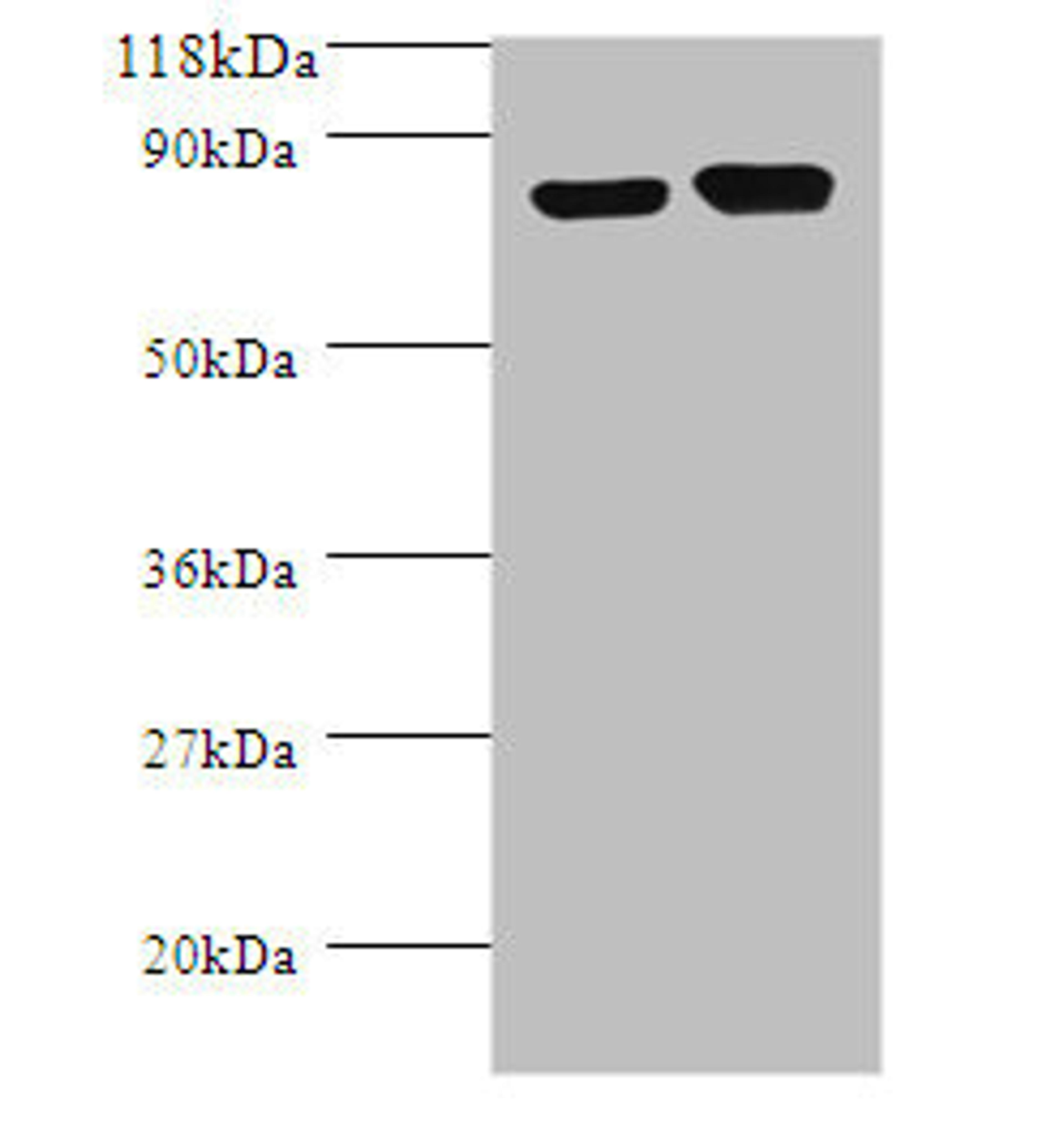 Western blot. All lanes: Lysine decarboxylase, constitutive antibody at 2ug/ml + DH5a whole cell lysate. Secondary. Goat polyclonal to rabbit IgG at 1/10000 dilution. Predicted band size: 81 kDa. Observed band size: 81 kDa.