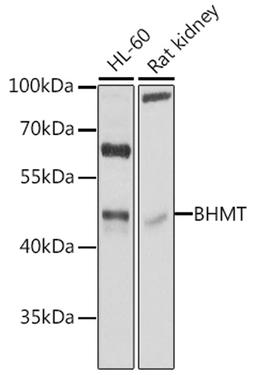 Western blot - BHMT antibody (A1216)