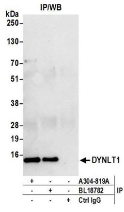 Detection of human DYNLT1 by western blot of immunoprecipitates.