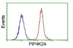 Flow Cytometry: PIP5K2 alpha Antibody (3D3) [NBP2-03492] - Analysis of Hela cells, using anti-PIP5K2 alpha antibody, (Red), compared to a nonspecific negative control antibody (Blue).