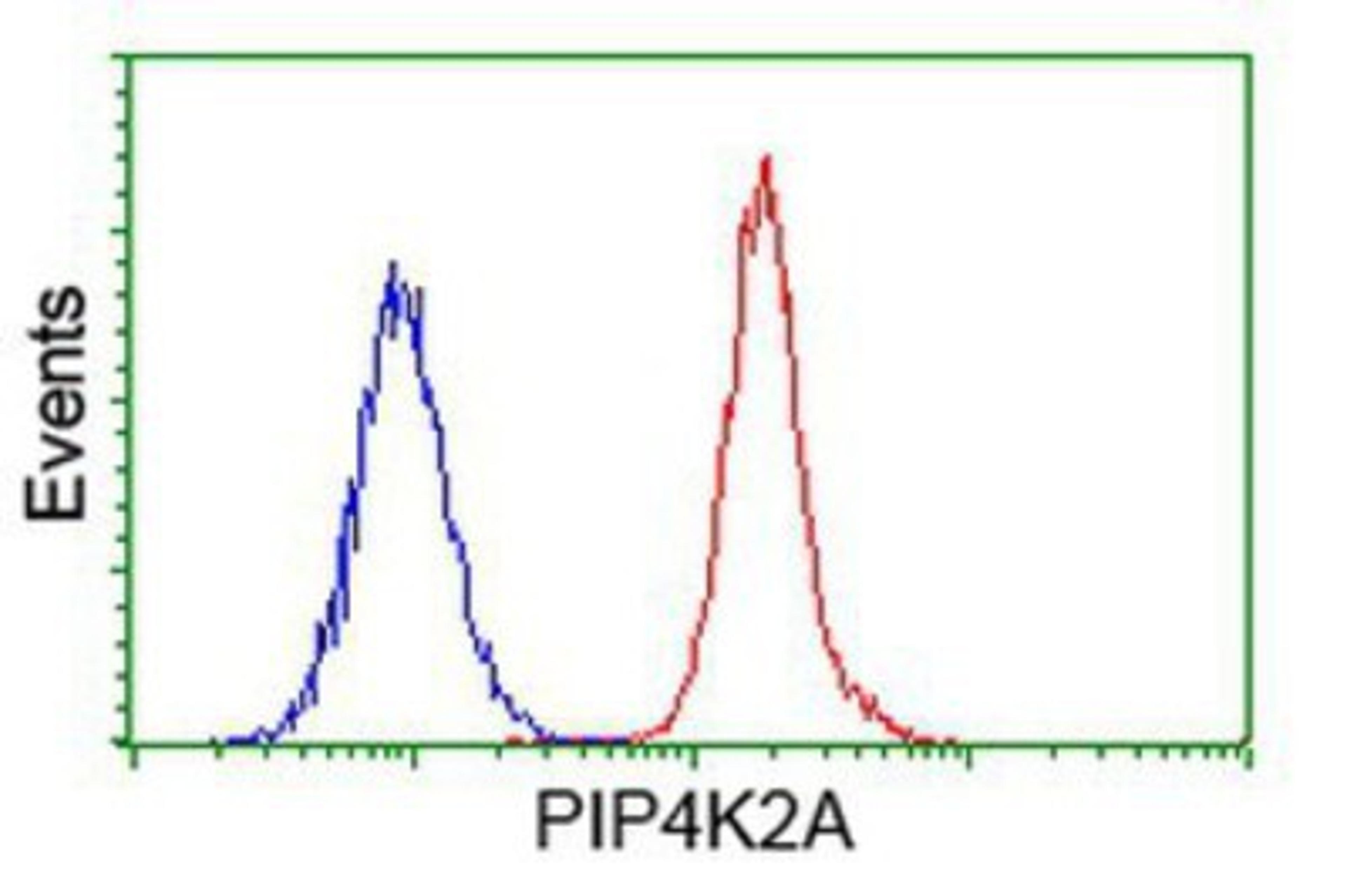 Flow Cytometry: PIP5K2 alpha Antibody (3D3) [NBP2-03492] - Analysis of Hela cells, using anti-PIP5K2 alpha antibody, (Red), compared to a nonspecific negative control antibody (Blue).