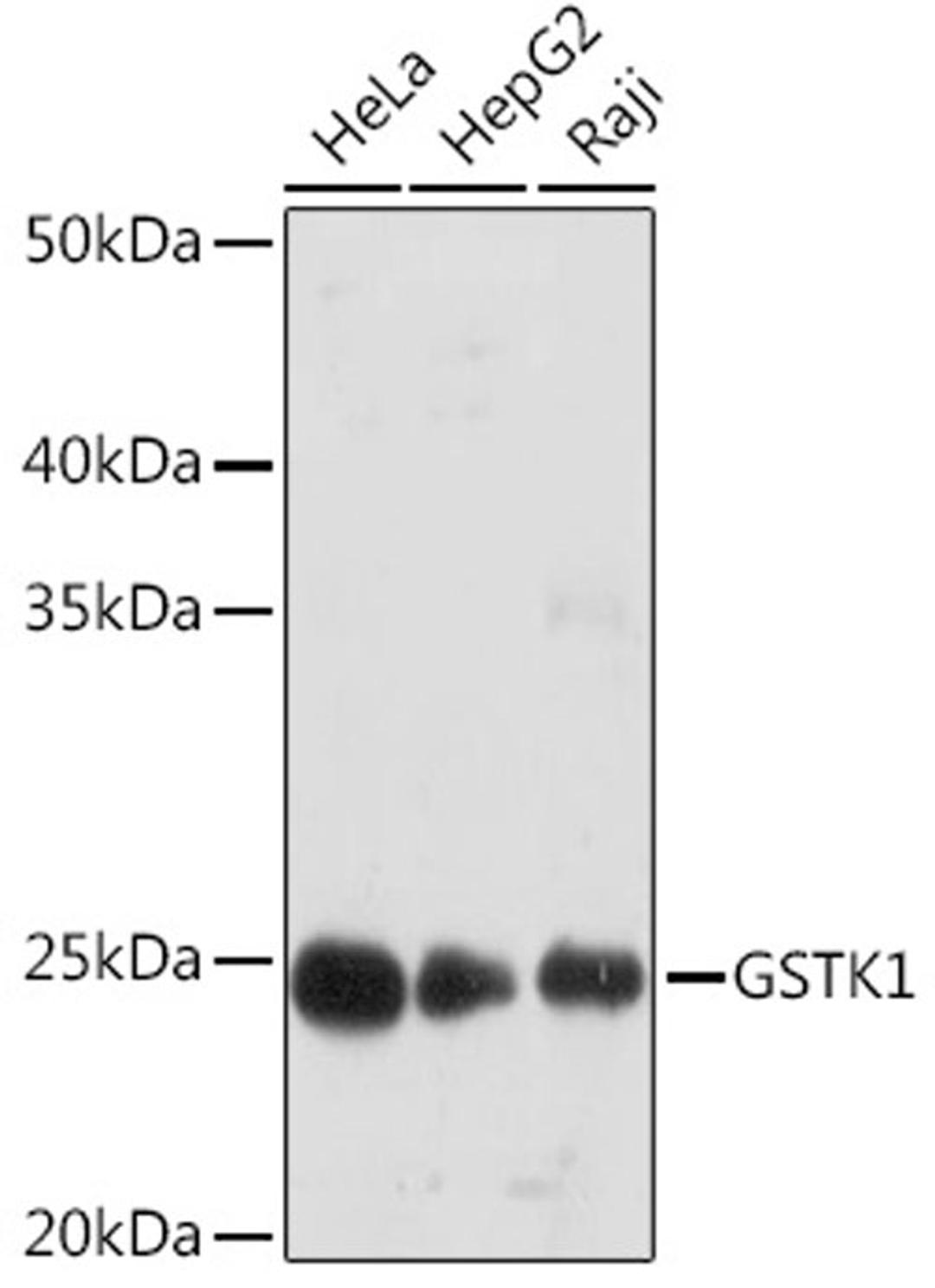 Western blot - GSTK1 Rabbit mAb (A9667)