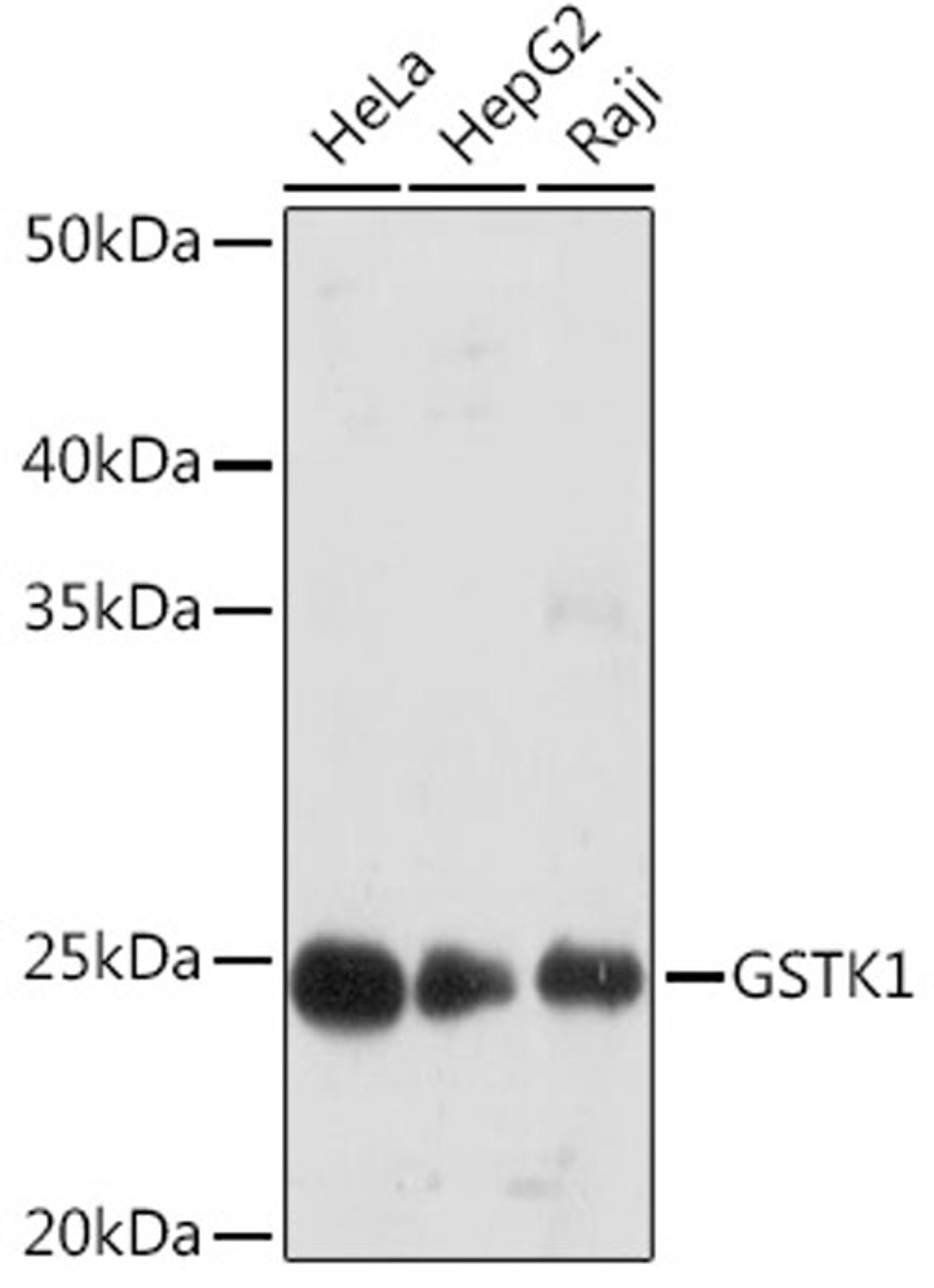 Western blot - GSTK1 Rabbit mAb (A9667)