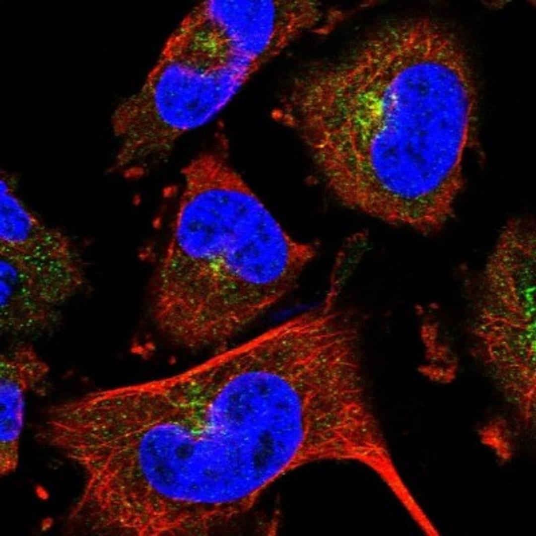 Immunocytochemistry/Immunofluorescence: SEMA3D Antibody [NBP1-85517] - Immunofluorescent staining of human cell line U-251 MG shows positivity in golgi apparatus.