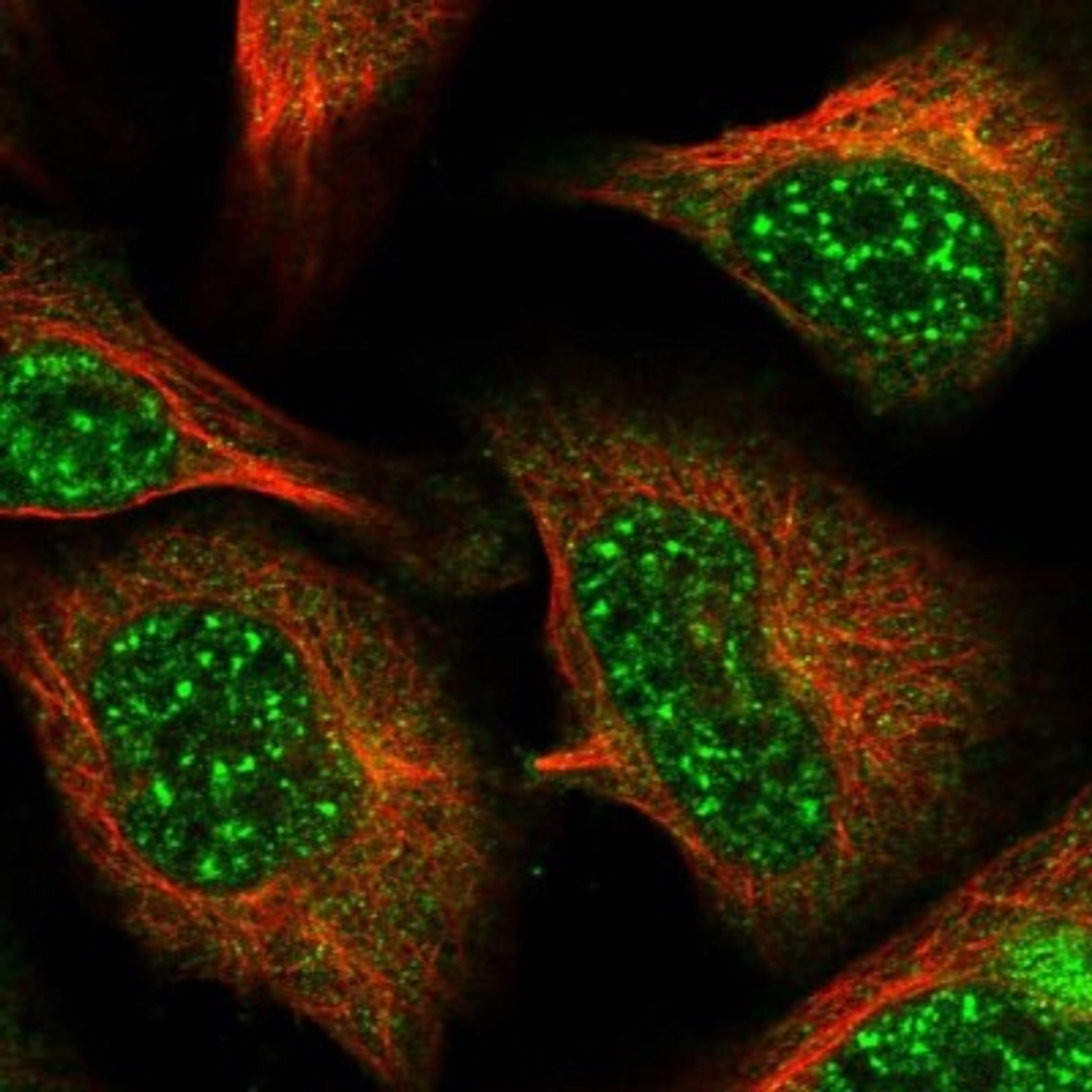 Immunocytochemistry/Immunofluorescence: C10orf32 Antibody [NBP1-81912] - Staining of human cell line U-2 OS shows positivity in nucleus but not nucleoli & cytoplasm.