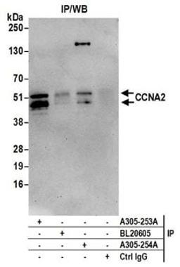 Detection of human CCNA2 by western blot of immunoprecipitates.