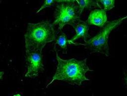 Immunocytochemistry/Immunofluorescence: Tubulin alpha-8 Antibody (2G6) [NBP2-02474] - Staining of COS7 cells transiently transfected by pCMV6-ENTRY Tubulin alpha-8.