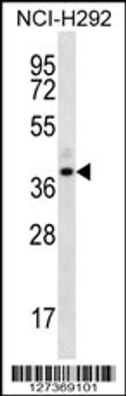 Western blot analysis in NCI-H292 cell line lysates (35ug/lane).