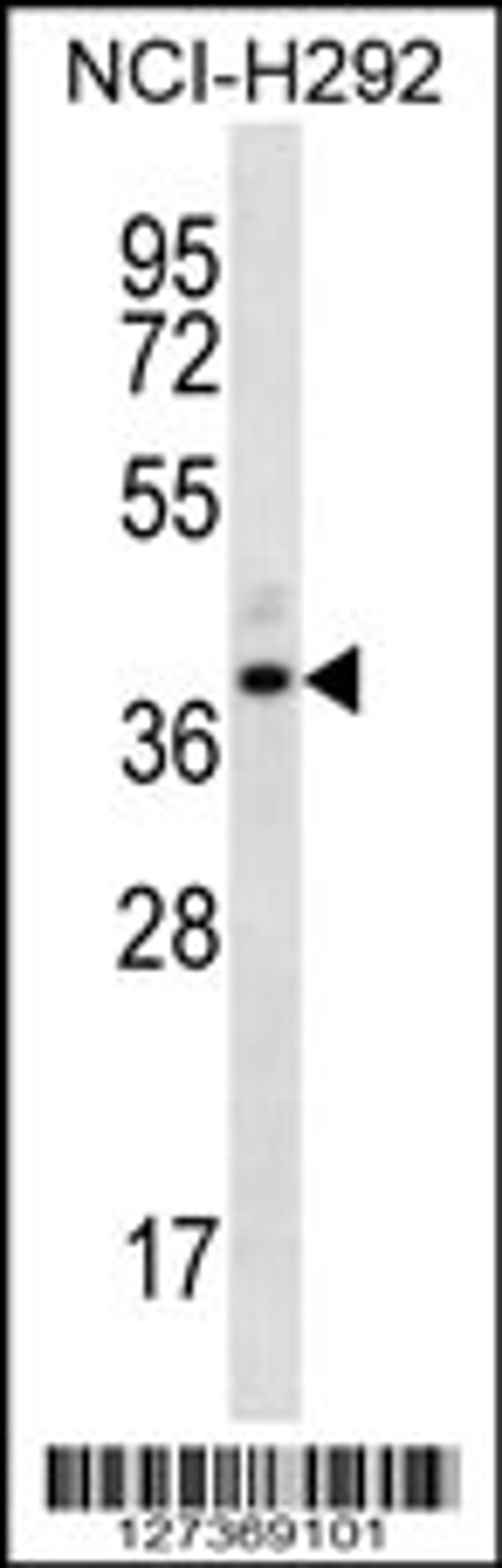 Western blot analysis in NCI-H292 cell line lysates (35ug/lane).