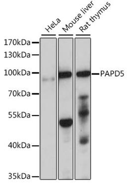 Western blot - PAPD5 antibody (A15885)