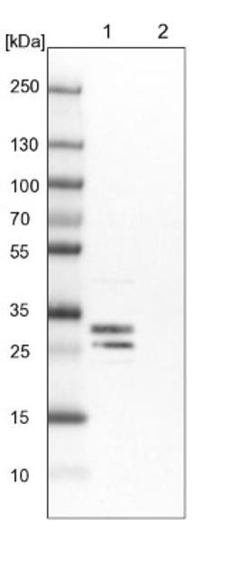 Western Blot: FKBP7 Antibody [NBP1-83889] - Lane 1: NIH-3T3 cell lysate (Mouse embryonic fibroblast cells)<br/>Lane 2: NBT-II cell lysate (Rat Wistar bladder tumour cells)