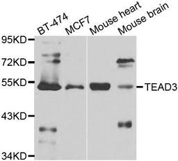 Western blot analysis of extracts of various cell lines using TEAD3 antibody