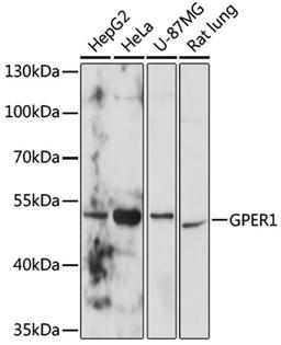 Western blot - GPER1 antibody (A10217)