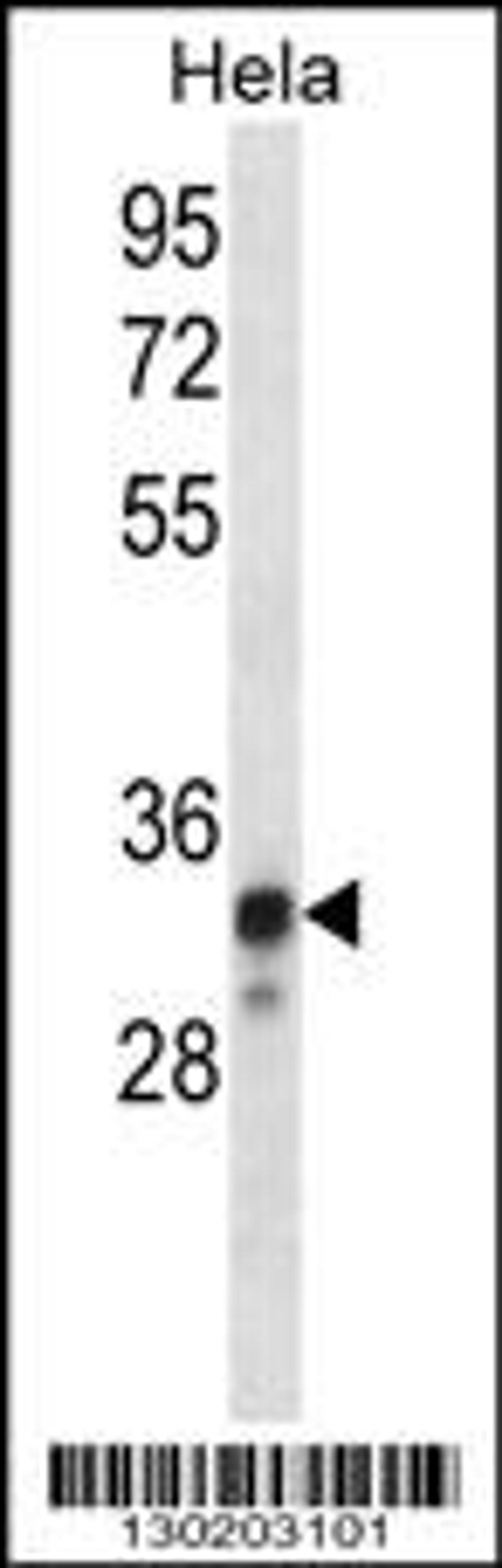 Western blot analysis in Hela cell line lysates (35ug/lane).