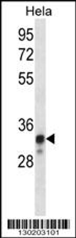 Western blot analysis in Hela cell line lysates (35ug/lane).