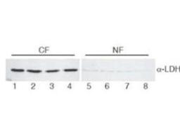 Western Blot: Lactate Dehydrogenase Antibody [NB600-861] - Analysis using the HRP conjugate of NB600-861. Detection of Lane 1-4: HeLa cell extracts cytoplasmic fraction (CF). Detection of Lane 5-8: HeLa cell extracts nuclear fraction (NF). Load: 30 ug per lane. Primary antibody: LDH antibody at 1:400 for overnight at 4C. Secondary antibody: IRDye800 (TM) secondary antibody at 1:10,000 for 45 min at RT. Block: 5% BLOTTO/TBST overnight at 4C. Predicted/Observed size: 36.6 kDa, 36 kDa for LDH.