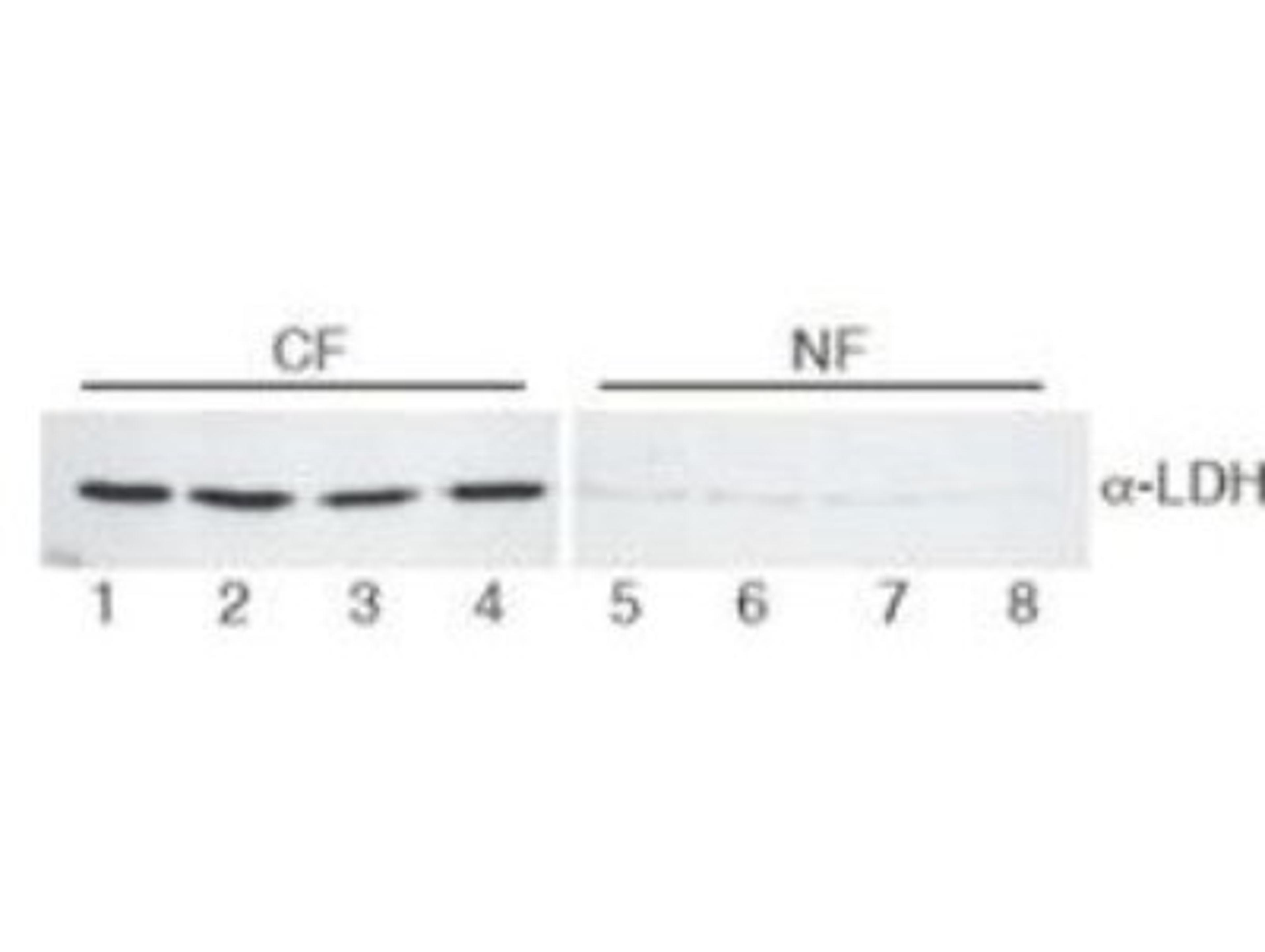 Western Blot: Lactate Dehydrogenase Antibody [NB600-861] - Analysis using the HRP conjugate of NB600-861. Detection of Lane 1-4: HeLa cell extracts cytoplasmic fraction (CF). Detection of Lane 5-8: HeLa cell extracts nuclear fraction (NF). Load: 30 ug per lane. Primary antibody: LDH antibody at 1:400 for overnight at 4C. Secondary antibody: IRDye800 (TM) secondary antibody at 1:10,000 for 45 min at RT. Block: 5% BLOTTO/TBST overnight at 4C. Predicted/Observed size: 36.6 kDa, 36 kDa for LDH.