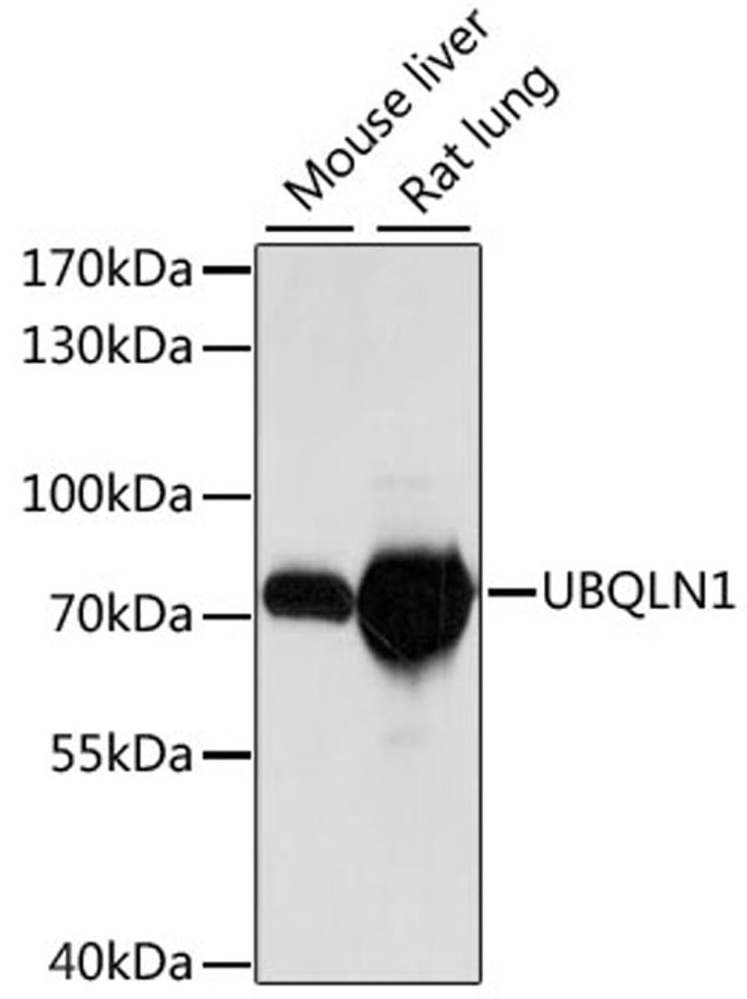 Western blot - UBQLN1 antibody (A15439)