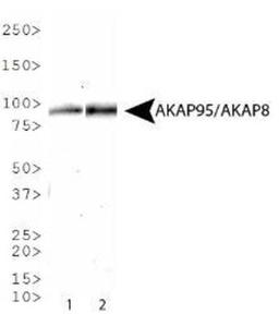 Western Blot: AKAP95/AKAP8 Antibody [NBP1-79139] - Western blot analysis of AKAP95/AKAP8 expression in 1) A431 and 2) NIH-3T3 whole cell lysates.