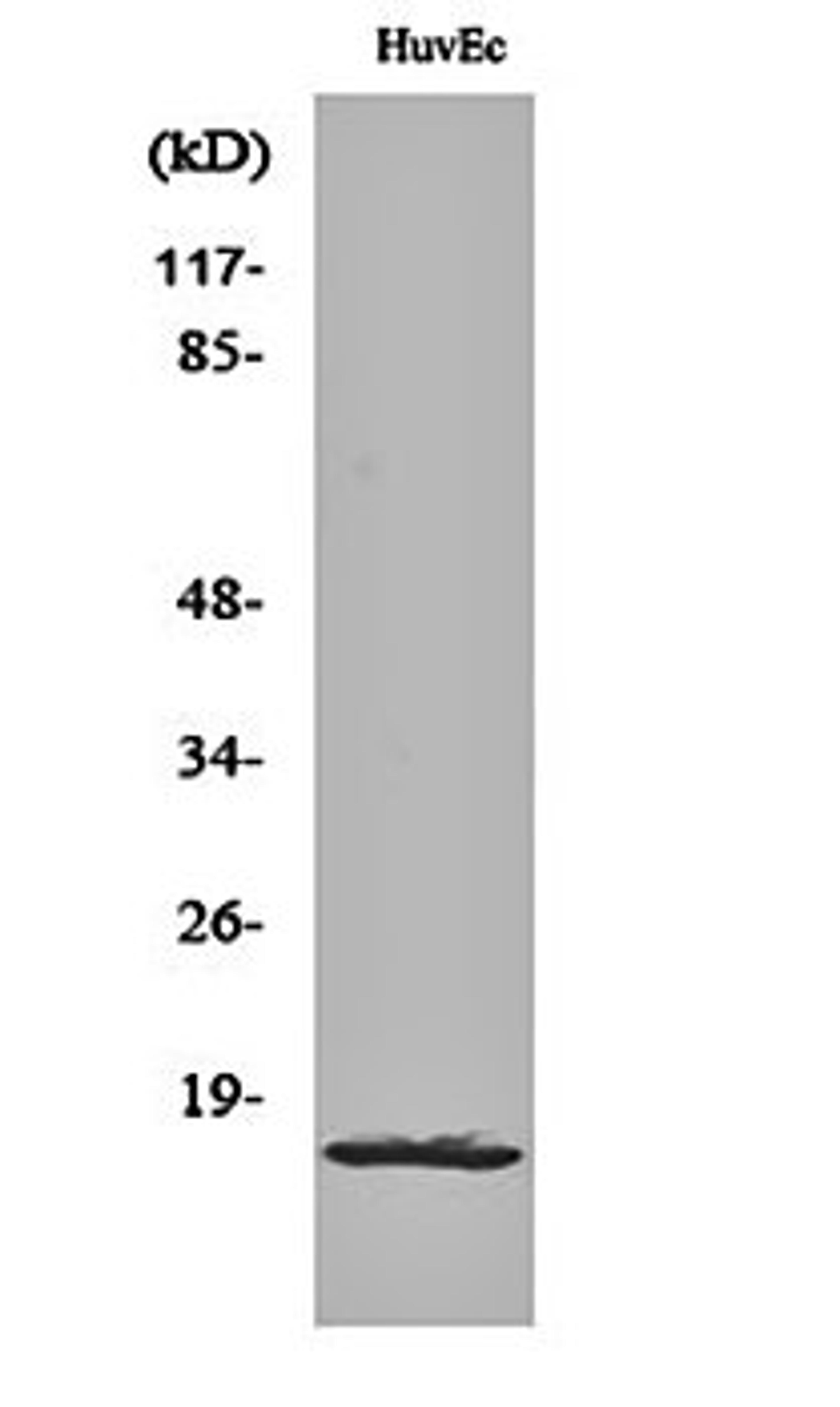 Western blot analysis of HuvEc cell lysates using Ribosomal Protein L26L antibody