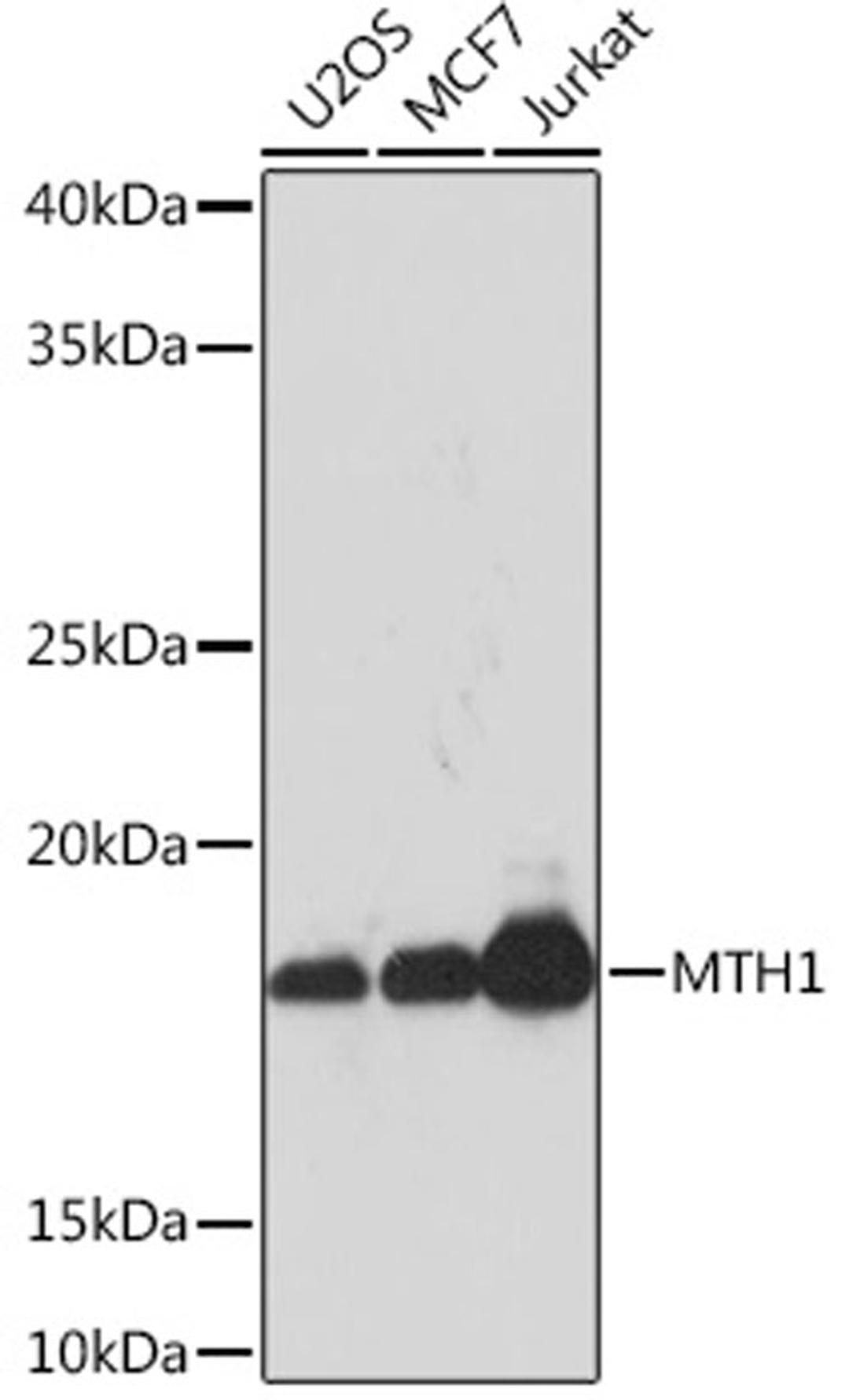 Western blot - MTH1 Rabbit mAb (A3938)