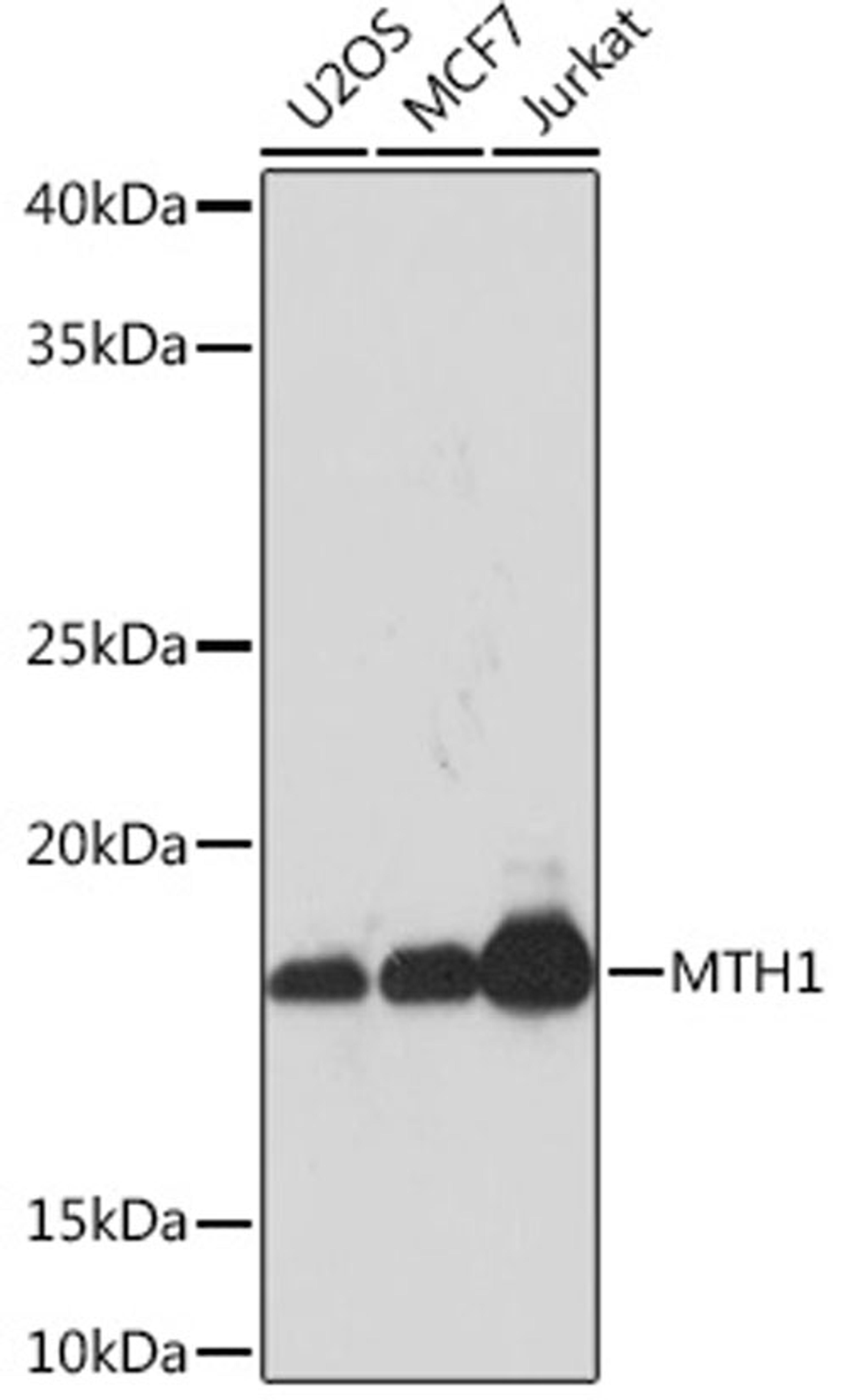 Western blot - MTH1 Rabbit mAb (A3938)