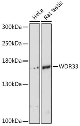 Western blot - WDR33 antibody (A14208)