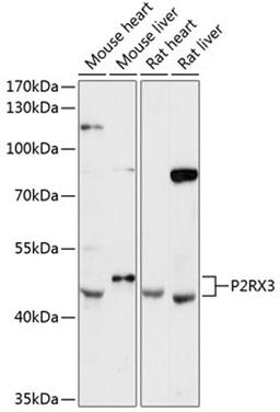 Western blot - P2RX3 antibody (A12965)